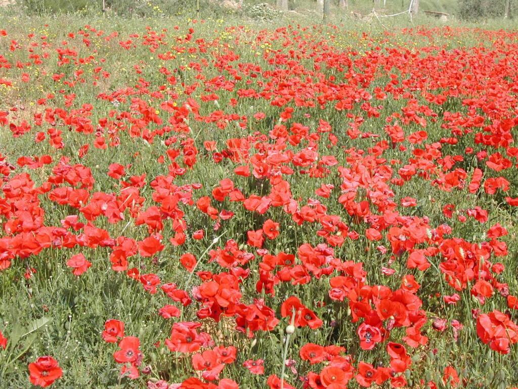 Agriturismo Selvella Radicofani Kültér fotó